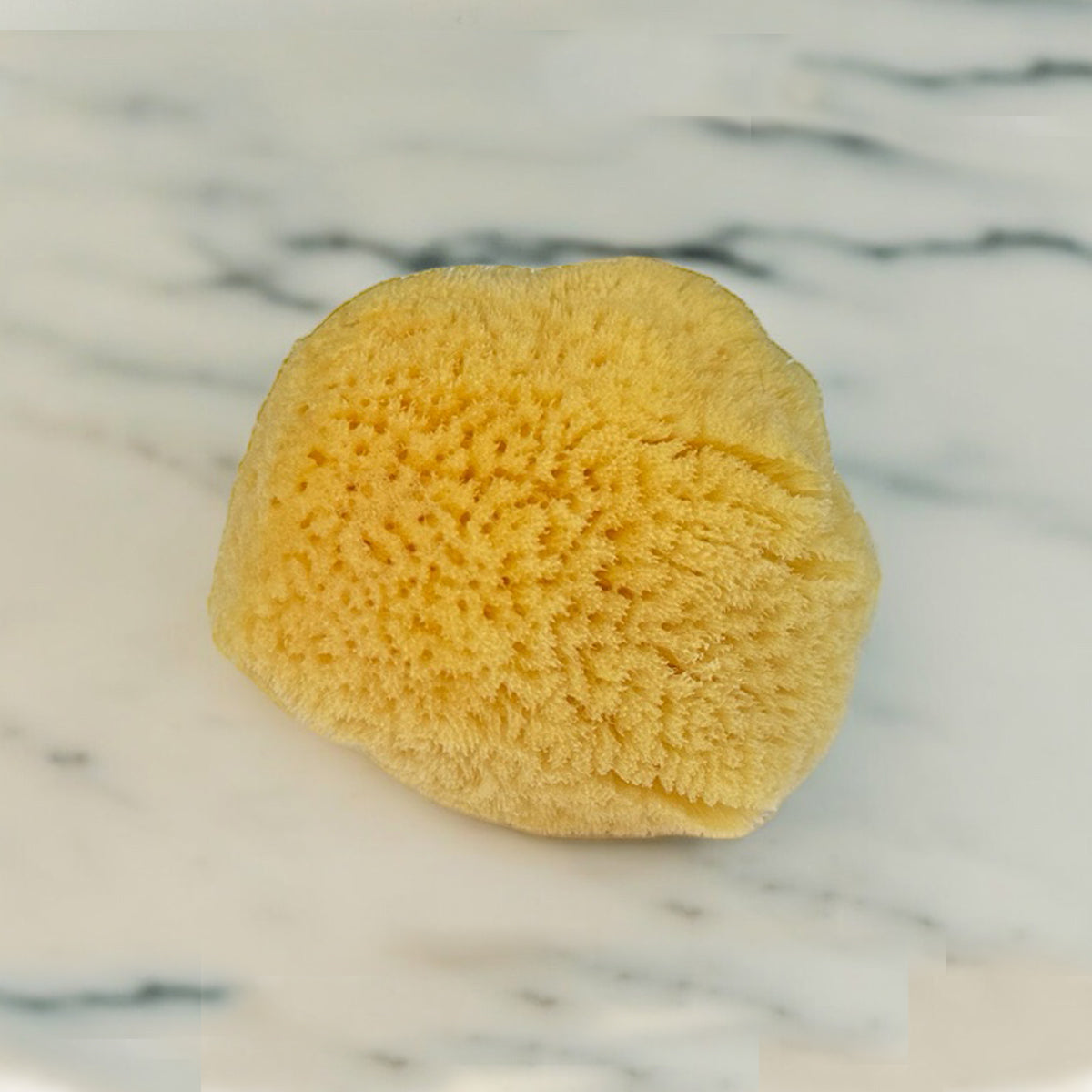 Caribbean Silk Facial Cleansing Sea Sponge